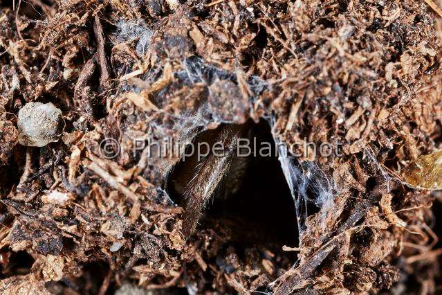 PBL_Araignees_2013_MG_3516.JPG - France, Corse, Nemesiidae, Mygale fouisseuse brune ou Némésia (Nemesia corsica), à l'entrée de son terrier, Wishbone Spider